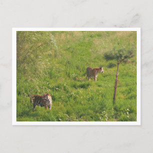 Zwei Tiger Postkarte
