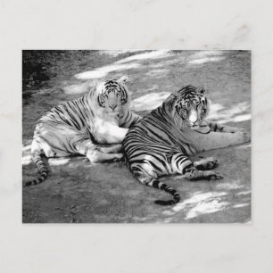 Zwei Tiger Schwarz-Weiß-Fotografie Postkarte