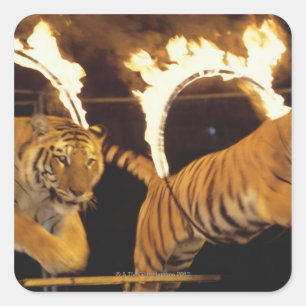 Zwei Tiger springen durch Flammenringe Quadratischer Aufkleber
