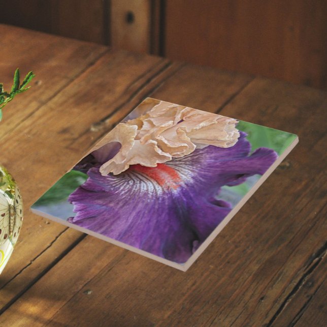 Zwei-Tone-Bartete Iris Bloom Floral Fliese (In Situ)