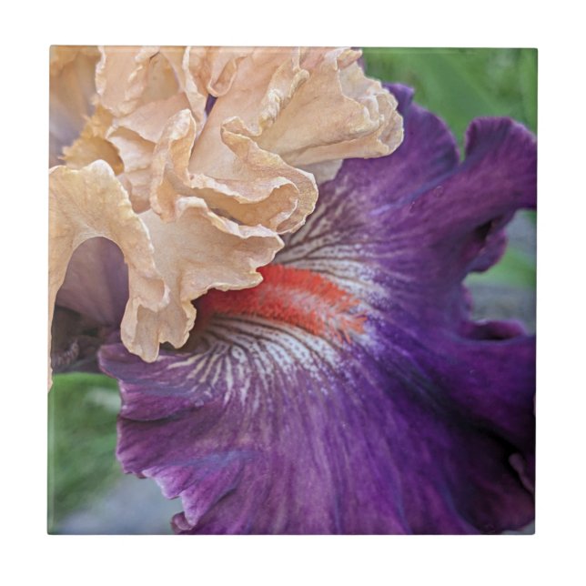 Zwei-Tone-Bartete Iris Bloom Floral Fliese (Vorderseite)