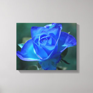 Zwei Tone Blue Rosen Wrapped Canvas Leinwanddruck