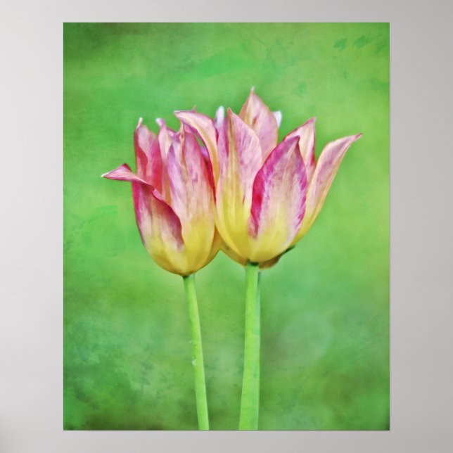 Zwei Tulip-Blume Pair Fotografien Print Poster (Vorne)