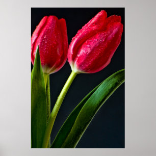 Zwei Tulips Poster