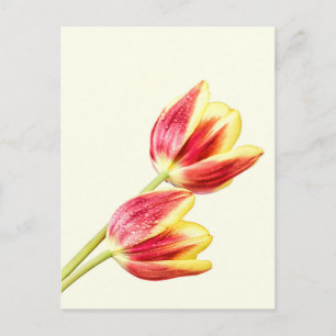Zwei Tulips Postkarte