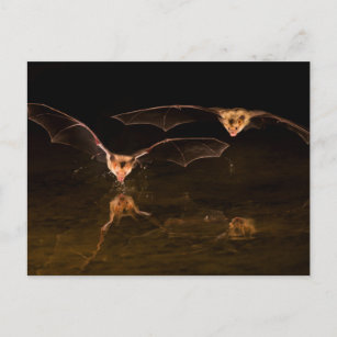 Zwei über Wasser fliegende Fledermäuse, Arizona Postkarte