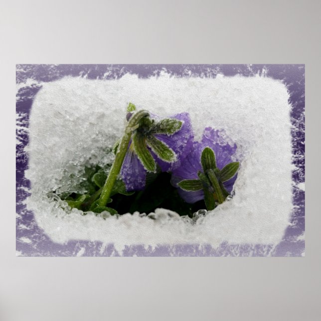 Zwei violette Stiefmütterchen Poster (Vorne)