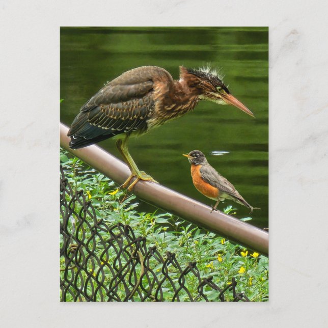 Zwei Vögel Feiertagspostkarte (Vorderseite)