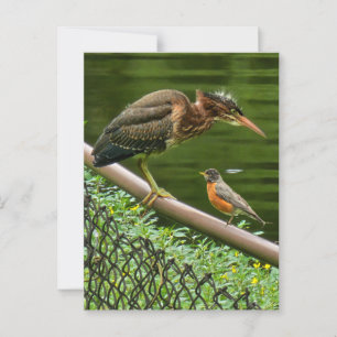 Zwei Vögel Postkarte