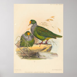 Zwei Vögel (Ptilonopus Auranthfrons) von Joseph Wo Poster
