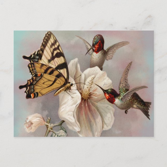 Zwei Vögel und ein Schmetterling, der eine Mahlzei Postkarte (Vorderseite)