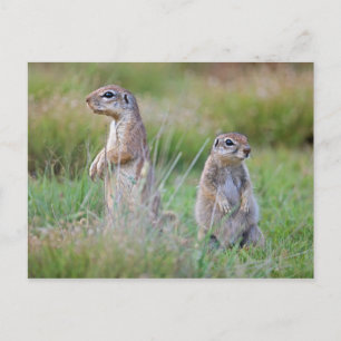 Zwei Wachhirrels, Jamestown District, Postkarte