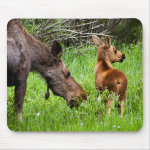 Zwei wachsame Elch-Mutter und Baby Mousepad