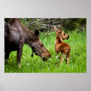 Zwei wachsame Elch-Mutter und Baby Poster