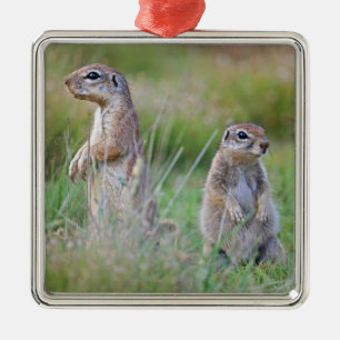 Zwei wachsame Grundeichhörnchen, Jamestown Bezirk Silbernes Ornament