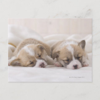 Zwei Waliser Corgi-Schlafen Postkarte
