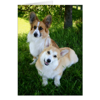 Zwei walish Corgis