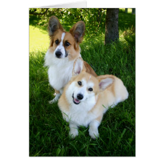 Zwei walish Corgis