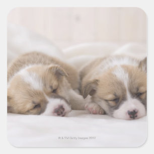 Zwei walisische Corgi Schlafen Quadratischer Aufkleber