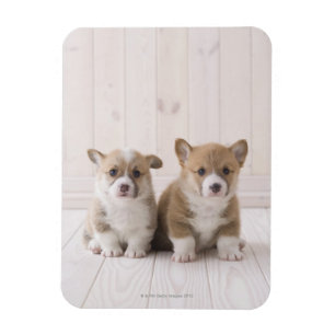 Zwei walisische Corgi-Sitze Magnet