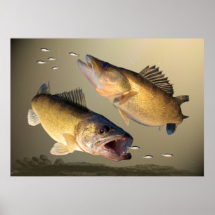 Zwei Walleye Fütternd Poster