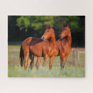 Zwei Warmblutpferde Stehend Puzzle