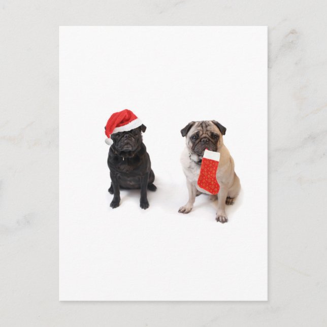Zwei Weihnachten-Mops Feiertagspostkarte (Vorderseite)