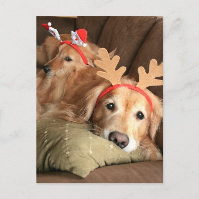 Zwei Weihnachtsfeiertage Golden Retrievers Feiertagspostkarte (Vorderseite)