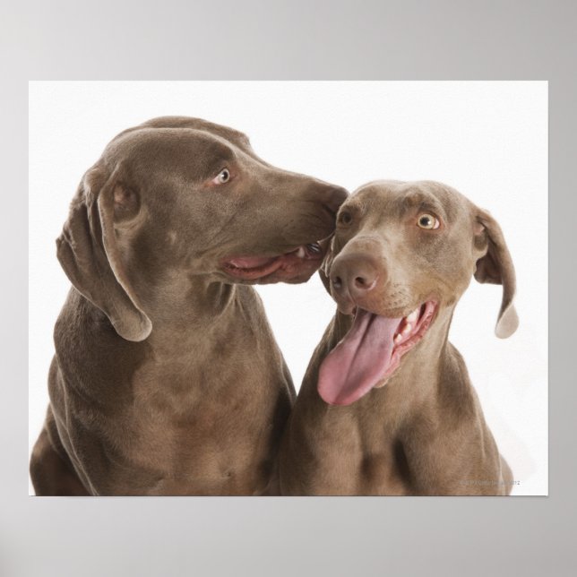Zwei Weimaraner Poster (Vorne)