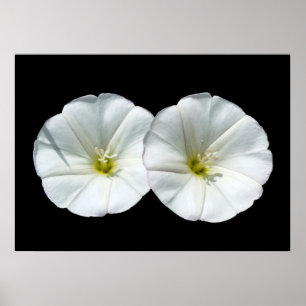 zwei weiße Blume Poster
