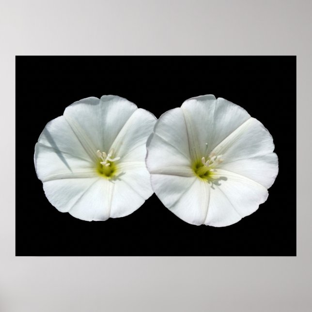 zwei weiße Blume Poster (Vorne)