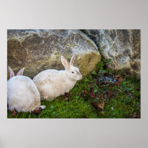 Zwei weiße Bunnies Poster