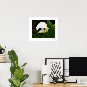 Zwei weiße Calla Lilies Floral Fotografie Poster