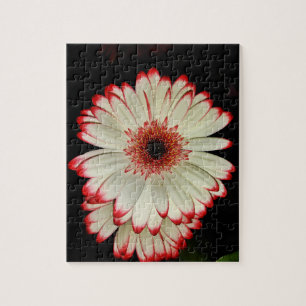 Zwei weiße Gerbera-Gänseblümchen Puzzle