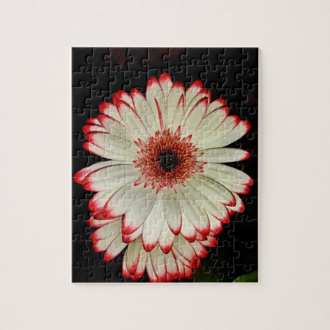 Zwei weiße Gerbera-Gänseblümchen Puzzle (Vertikal)