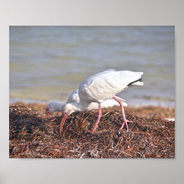 Zwei weiße Ibis, Florida Poster (Vorne)