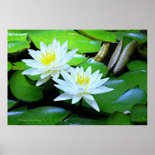 ZWEI WEISSE LOTUSBLUMEN AUF GRÜNEN LILY PADS/ FOTO POSTER