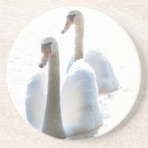 Zwei weiße Schwäne Naturfotografie