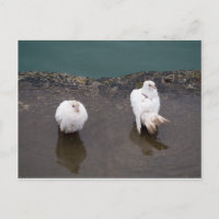 Zwei weiße Tauben in einer Pfütze