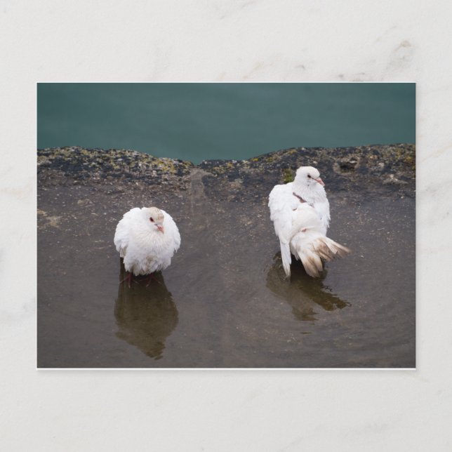 Zwei weiße Tauben in einer Pfütze Postkarte (Vorderseite)