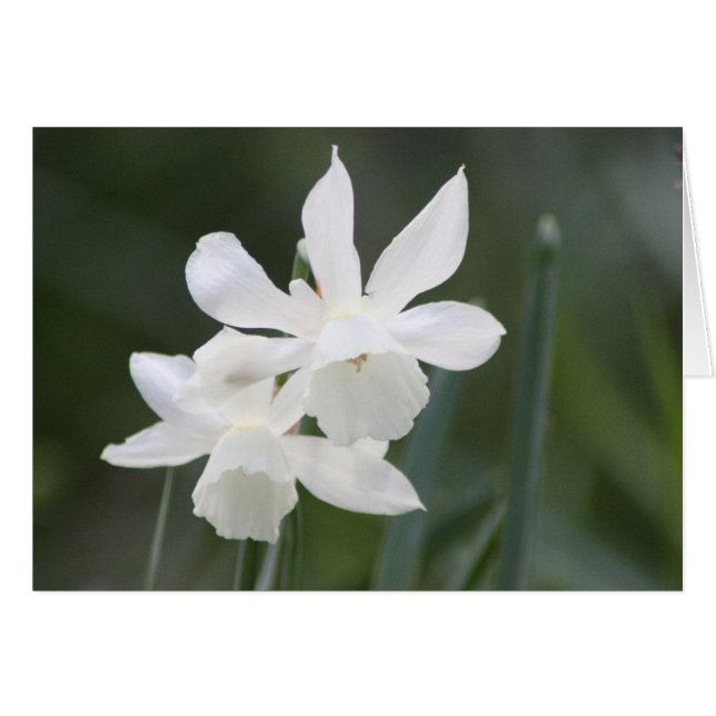 Zwei weiße Wilddielen auf dem grünen Feld (Vorderseite (Horizontal))