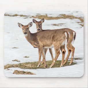 Zwei Weißschwänze Mousepad
