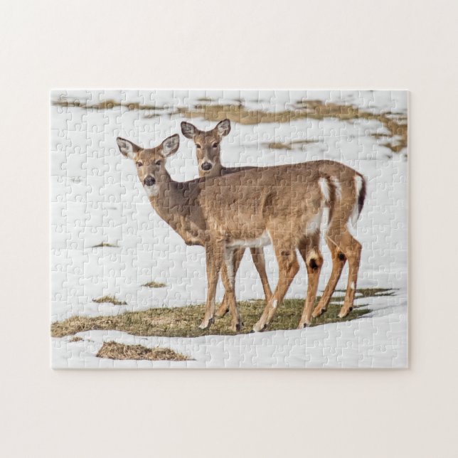 Zwei Weißschwänze Puzzle (Horizontal)