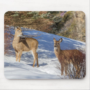 Zwei Weißschwänzer im Winter Mousepad