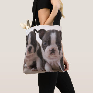 Zwei Welpen Bostons Terrier