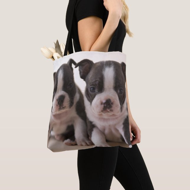 Zwei Welpen Bostons Terrier (Von Nahem)