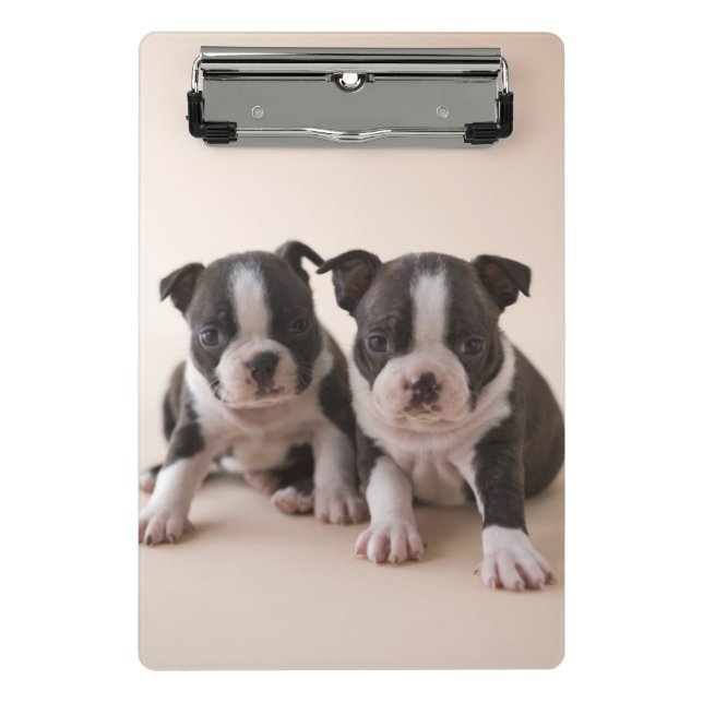 Zwei Welpen Bostons Terrier Mini Klemmbrett (Vorderseite)