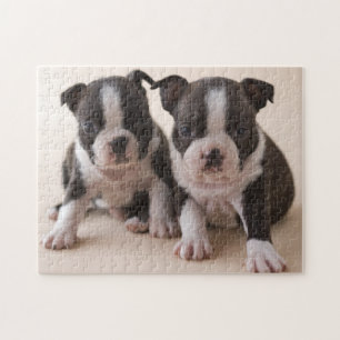 Zwei Welpen Bostons Terrier Puzzle