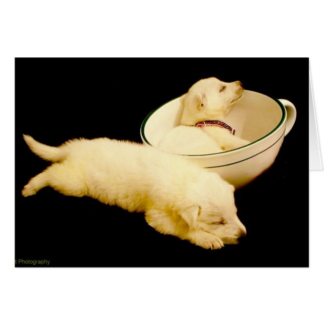 Zwei Welpen der Weißen Hirte (Vorderseite (Horizontal))