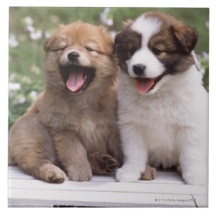 Zwei Welpen, die zusammen sitzen Fliese